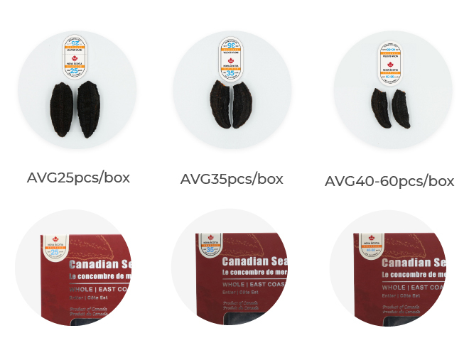 SEACOO Dried East Coast Sea Cucumber Whole 454g Gift Box